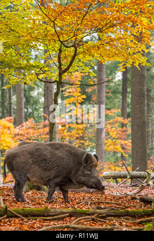 Wild boar (Sus scrofa) big male foraging in autumn forest during the hunting season in the Ardennes Stock Photo