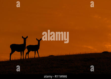 Red deer (Cervus elaphus) hind / female with juvenile silhouetted against orange sunset sky Stock Photo