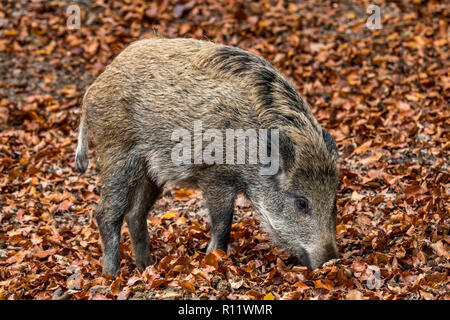 Wild boar (Sus scrofa) piglet foraging in autumn forest by digging with snout in leaf litter in search for beech nuts in the Ardennes Stock Photo