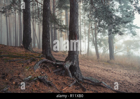 Roots and textured pine trunks in the fog. Mystical view. Blue nebula of coniferous forest. Stock Photo