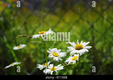 Many white daisy flowers in the vibrant garden on a warm summer day against a green blurred background and mesh fence Stock Photo