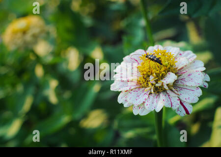Leptura beetle sitting on a single wihite striped zinnia flower in the vibrant garden on a warm summer evening against a green blurred background Stock Photo