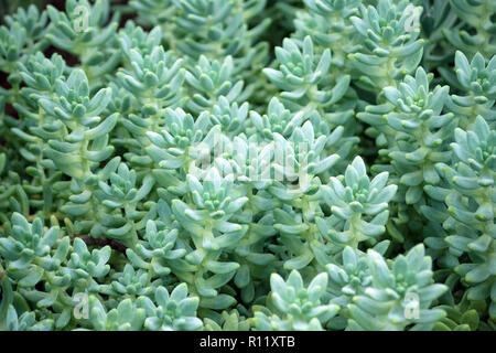 sedum treleasei succulent plant with pale blue green, thick and fleshy leaves, many plants growing in the garden, leaves occupy the whole picture Stock Photo