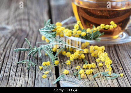 Yellow spring mimosa flowers Stock Photo