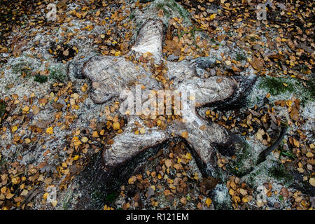 View of above of fresh stump with sawdust after a tree felling Stock Photo