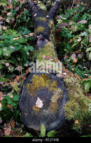 A fallen tree covered with moss is rotting in the middle of the forest. Stock Photo