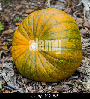 big orange with green organic pumpkin laying in some wood chips in the garden halloween decoration vegetable Stock Photo