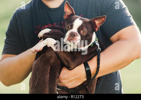Pet dog being towelled dry Stock Photo