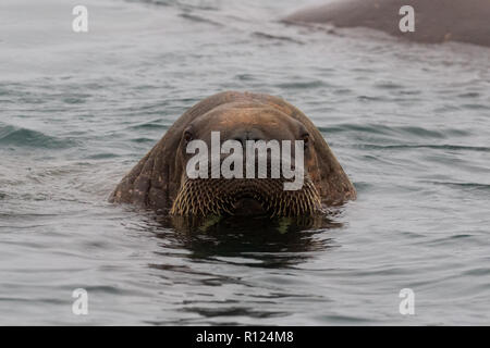A male walrus (Odobenus rosmarus) swims off the shore of Poolepynten, Prins Karls Forland, Svalbard (Spitsbergen)