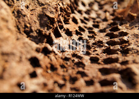 Bike tire tracks on muddy trail royalty. Tire tracks on wet muddy road, abstract background, texture material. Tyre track on dirt sand or mud. Stock Photo