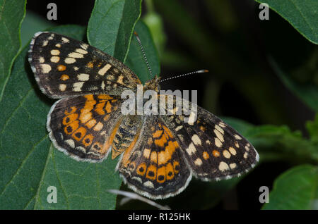 Painted Crescent, Phyciodes picta Stock Photo