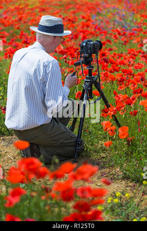 Man photographing red poppies in the valley over Val d'Orcia in the early morning dawn, San Quirico d'Orcia, near Pienza, Tuscany, Italy in May Stock Photo