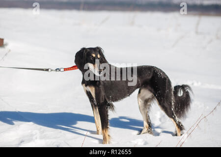 Saluki, Persian greyhound in winter park. Dark haired dog walking at sunny winter day Stock Photo