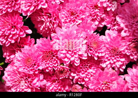 chrysanthemums pink colored on daily sun,blossom,floral,plant Stock Photo