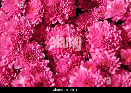 chrysanthemums pink colored on daily sun,blossom,floral,plant Stock Photo