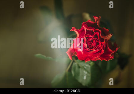 Red rose with wavy petals and drops of dew on dark background. Stock Photo