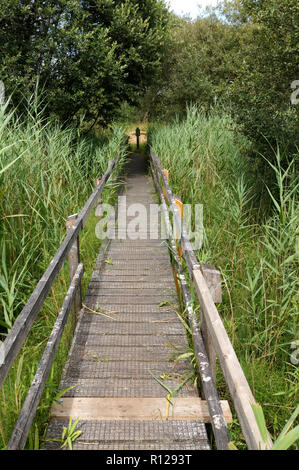 Footpath through marsh, Kenfig National Nature reserve near Porthcawl, Bridgend, South Wales, UK. Stock Photo