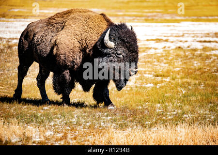 WY03601-00...WYOMING - Bison in Yellowstone National Park. Stock Photo