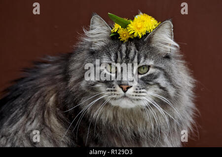 Norwegian forest cat with garland of fresh yellow dandelions  on his head Stock Photo