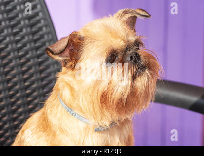 Brussels Griffon poses in front of the camera sitting in a chair Stock Photo