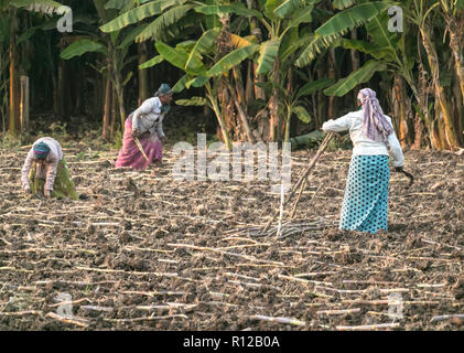 Women working in agriculture land in Anegundi,Koppla District,Karnataka,India on 13th october 2018 Stock Photo