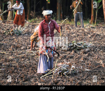 Indian farmers working in Agriculture land in Anegundi,Koppal District,Karnataka,India on 13th october 2018 Stock Photo