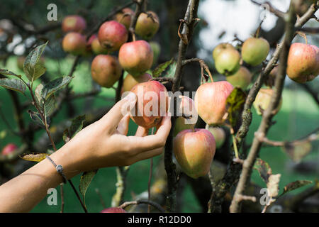 Woman picking apples from tree Stock Photo