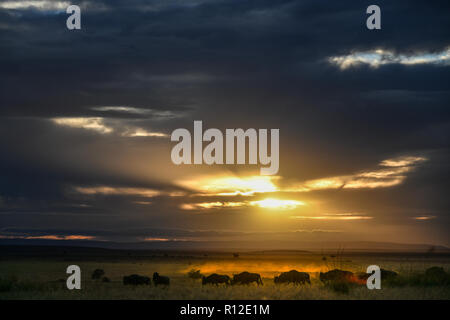 Dawn on plains of Masai Mara, Kenya Stock Photo