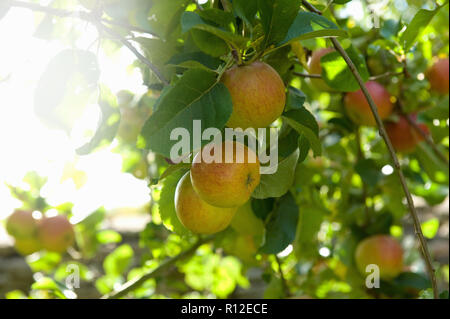 Apples on branches of tree Stock Photo