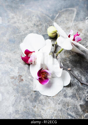 White orchids on whitewash background Stock Photo