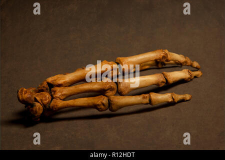Skeleton of hand Stock Photo