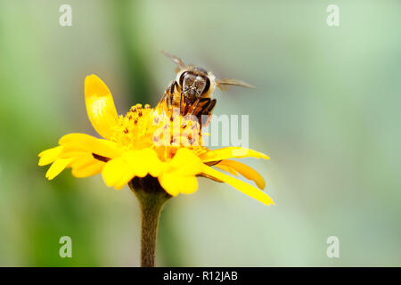 Macro photography of pollinator honey bee drinking nectar from yellow wild flower with proboscis extending into the flower and simultaneously bringing Stock Photo