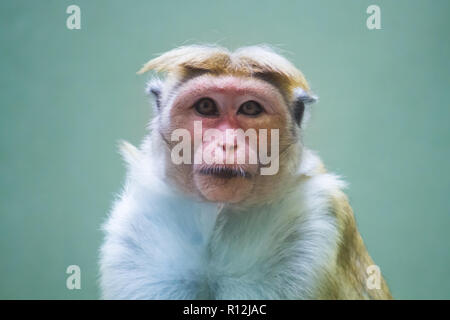 Toque macaque (Macaca sinica), reddish-brown-coloured monkey common in Sri Lanka animal portrait staring at camera in photo with selective focus due t Stock Photo