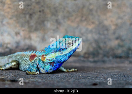 Close-up head Indo-Chinese forest lizard or Calotes Mystaceus on the old grunge cement wall background Stock Photo