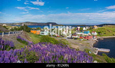 TRINITY, NEWFOUNDLAND, CANADA - Purple Lupins bloom at the small town of Trinity. Lupinus. Stock Photo