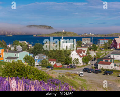 TRINITY, NEWFOUNDLAND, CANADA - Purple Lupins bloom at the small town of Trinity. Lupinus Stock Photo