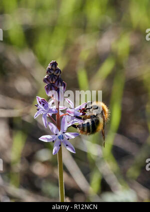 Bumblebee on Autumn Squill at its only recorded location in Surrey. Hurst Park, East Molesey, England. Stock Photo