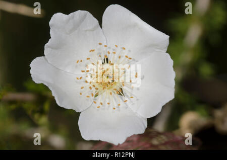Apache plume, Fallugia paradoxa, blossom