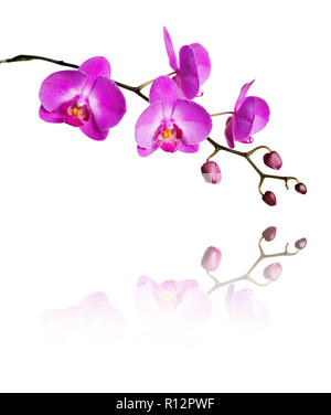 Pink flower of a phalaenopsis orchid with several buds on a branch reflected in the mirror surface, isolated on a white background Stock Photo