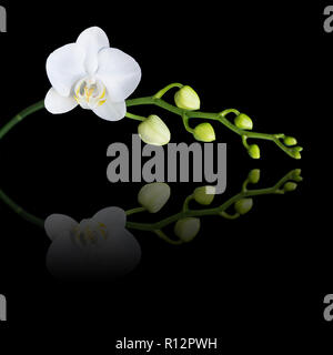 White flower of a phalaenopsis orchid with several buds on a branch, isolated on a black background, reflected in the mirror surface Stock Photo