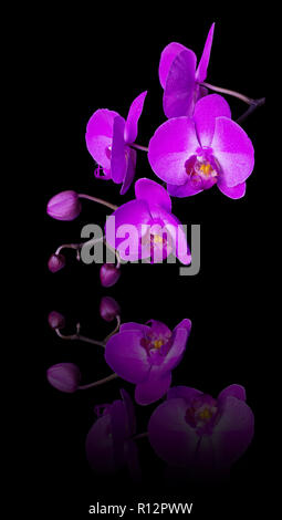 Pink flower of a phalaenopsis orchid with several buds on a branch, isolated on a black background, reflected in the mirror surface Stock Photo