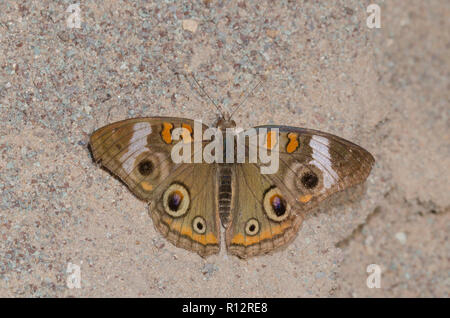 Common Buckeye, Junonia coenia, worn and faded individual