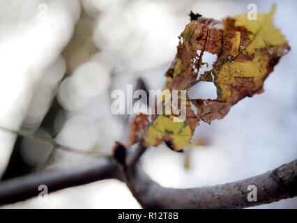 08 November 2018, North Rhine-Westphalia, Düsseldorf: A discoloured leaf hangs from a tree in Düsseldorf. Photo: Martin Gerten/dpa Stock Photo