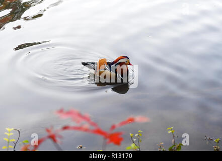 New York, USA. 8th Nov, 2018. A Mandarin duck swims on a pond at the Central Park in New York, the United States, on Nov. 8, 2018. Mandarin ducks are native to East Asia and renowned for their dazzling multicolored feathers. This rare Mandarin duck, first spotted in early October, has become a new star at the Central Park, one of New York City's most-visited attractions. Credit: Li Rui/Xinhua/Alamy Live News Stock Photo