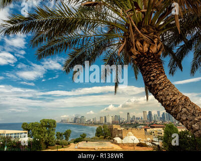 Tel Aviv Cityscape from Jaffa Fort with Palm Tree Stock Photo