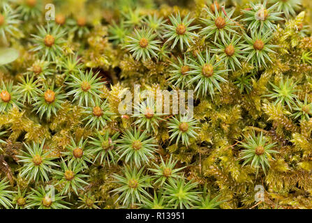 Juniper haircap (Polytrichum juniperinum) amongst Cypress-leaved Plait moss (Hypnum cupressiforme) Stock Photo