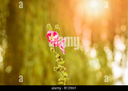 Closeup of a pink common hollyhock flower, Alcea rosea, an ornamental plant in the family Malvaceae. Bright colors, sunlight and lensflare Stock Photo