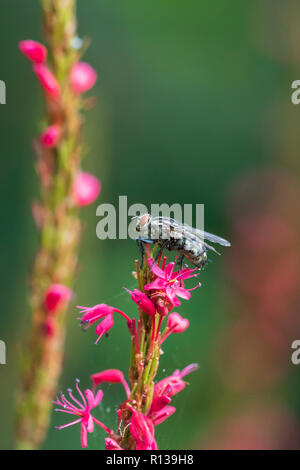 Red eyed flesh fly Sarcophagidae pollinating on pink flowers Stock Photo