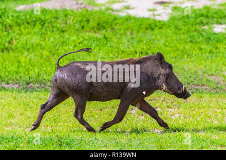 Warthogs in Ngorongoro Conservatio Area, Tanzania. Stock Photo