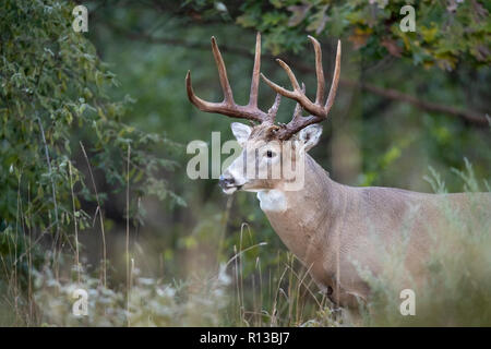 A mature buck whitetail deer with big antlers standing at the edge of a forest. Stock Photo